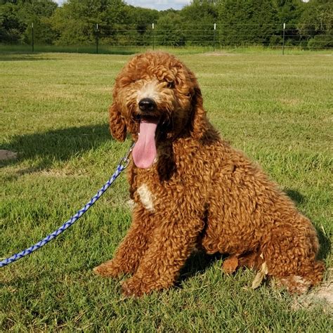 Duke - AKC Moyen Poodle | Mountain Meadow Puppies