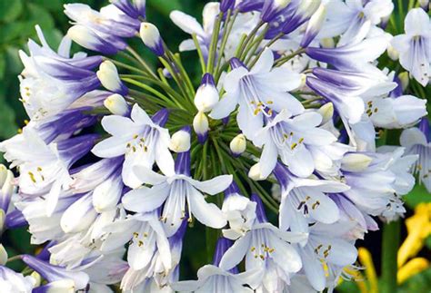 AGAPANTHUS 'Twister' - Echuca Moama Plant Farm