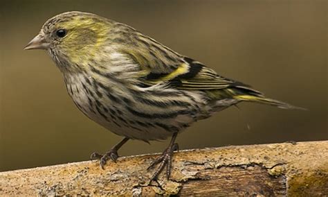 Siskin (Carduelis spinus) Facts - Feeding, Breeding Etc