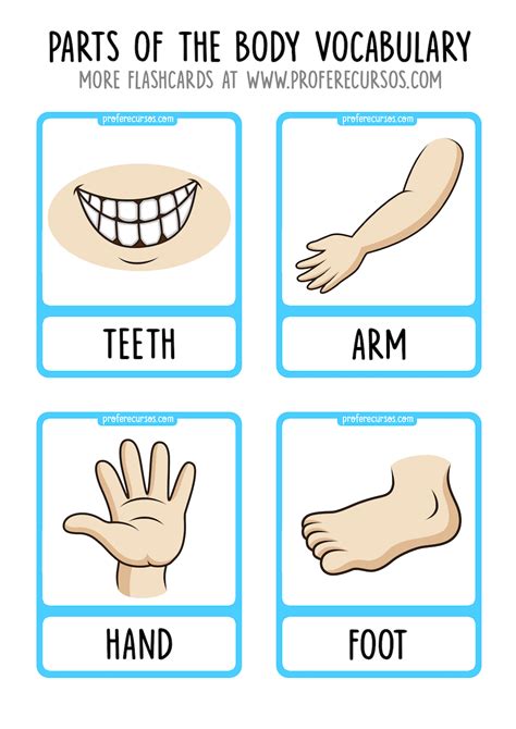 Parts of the Body Vocabulary Flashcards