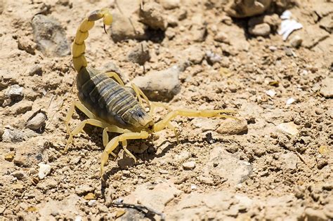 What Animals Live In The Sahara Desert? - WorldAtlas