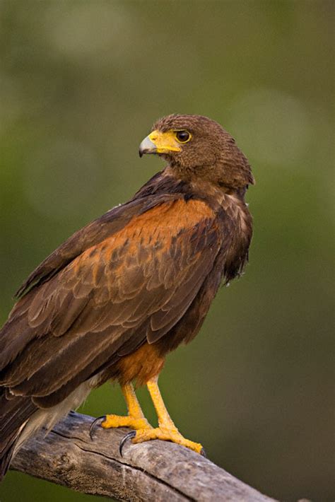 Harris's Hawk (Parabuteo unicinctus)