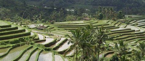 Subak (irrigation) - Alchetron, The Free Social Encyclopedia