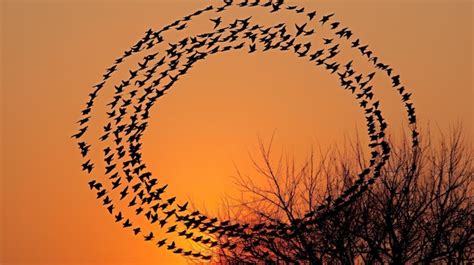 Premium AI Image | a group of birds flying in a circle