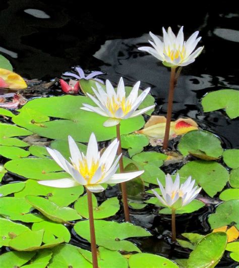 White Tropical Water Lily – Water Garden Live Pond Plant | Aquarium Plants