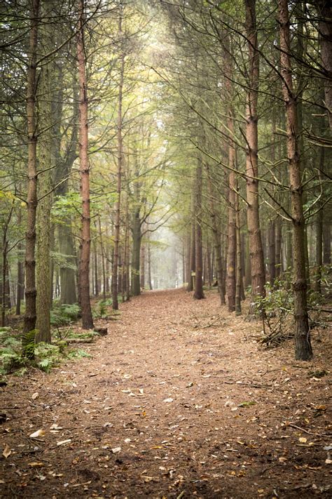 Foggy Forest Free Stock Photo - Public Domain Pictures