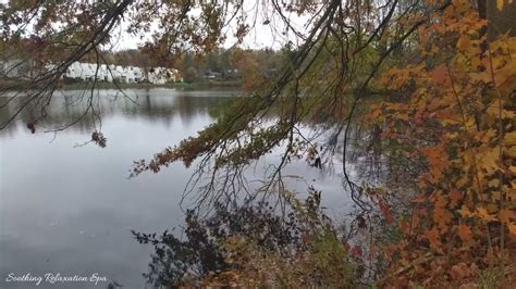 Morning Birds Singing - Nature Sounds - Lakeside Water Relaxing Sound ...