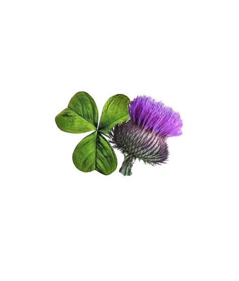 shamrock and thistle | Scottish thistle tattoo, Thistle tattoo, Scottish tattoos