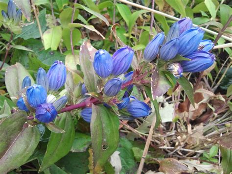 Gentian Root Tincture Gentiana - Etsy | Bees plants, Gentian ...