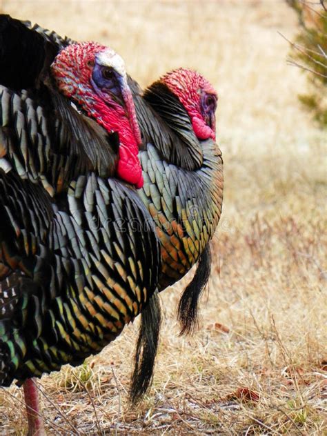 2 Male Gobbler Turkeys with Beard Stock Image - Image of gobbler, field: 62894655