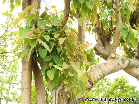 Types Of Indian Trees With Names