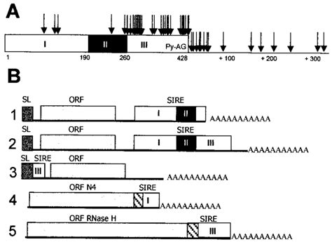 (A) Polyadenylation sites within or near SIRE. Arrows point out poly(A)... | Download Scientific ...