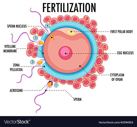 Diagram showing fertilization in human Royalty Free Vector