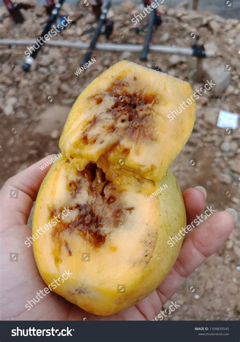 Mango Worms Inside Stock Photo 1109835545 | Shutterstock