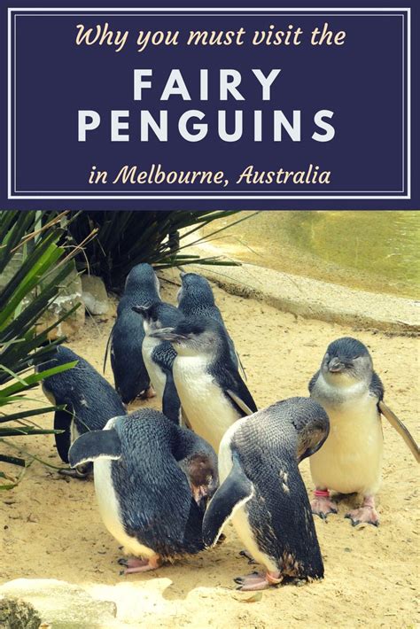 Little Fairy Penguins Parade in Melbourne, Australia — The Sweetest Escapes | Australia vacation ...