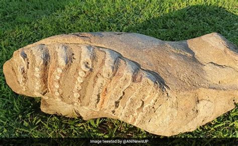 Fossil Of Elephant Nearly 8-Million-Years-Old Found In UP's Saharanpur