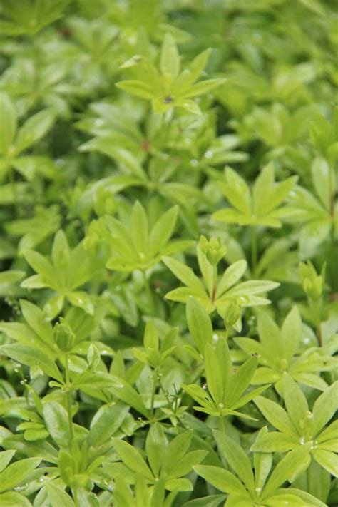 25+ herbs that grow in shade 🌿 🌳 Uncover the secrets to a lush, shaded herb garden