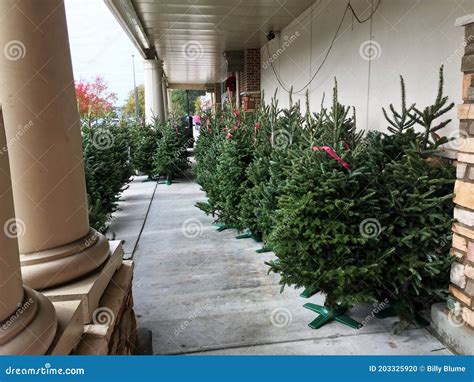 Kroger Grocery Store Christmas Trees on the Sidewalk Editorial Image ...