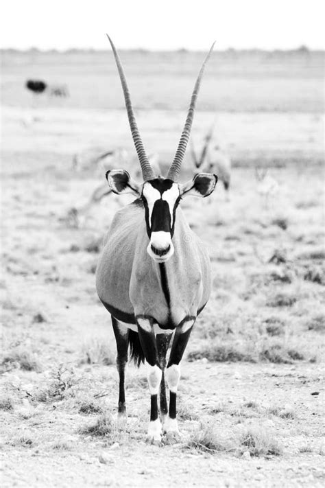 Front View of Gemsbok, Gemsbuck, Oryx Gazella, Antelope. Native To the Kalahari Desert, Namibia ...