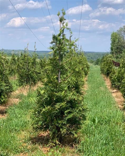 Thuja Green Giant Growth Rate: Understand & How To Promote