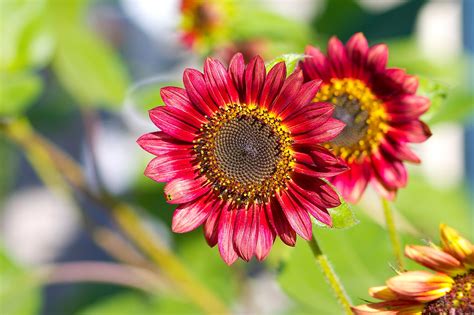 8 Types of Sunflowers Making You Smile and Fascinated - MORFLORA