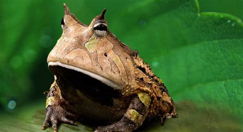 Frog Facts, Pictures, Habitat And Types