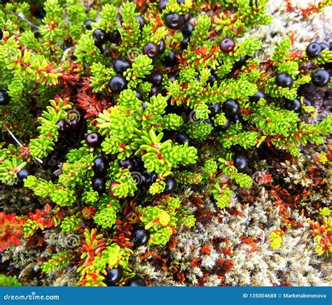 Nordic Plant Crowberry with Berries Stock Photo - Image of grey, shrubs ...