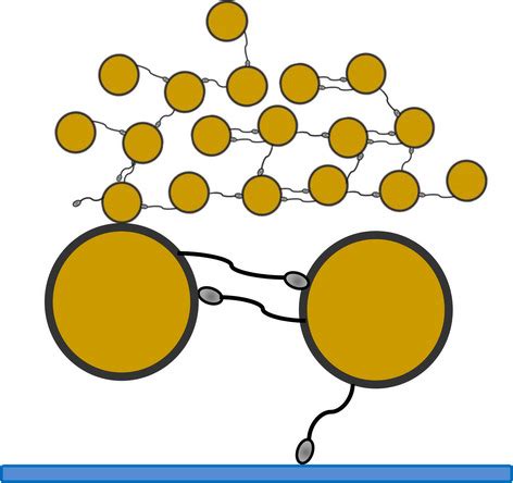 Fibronectin‐binding proteins are required for biofilm formation by ...