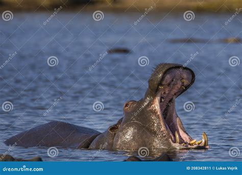 Hippo Teeth Stock Photo | CartoonDealer.com #59545614