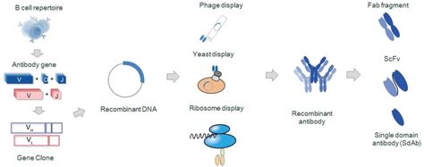 Definition and Production of Recombinant Antibody – Creative Biolabs Blog