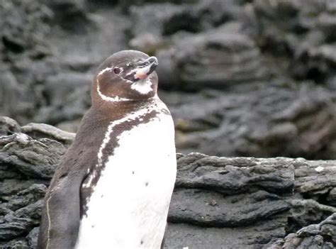 Galapagos Penguin Facts For Kids – Galapagos Penguin Diet and Habitat