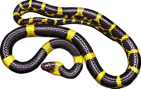 Black Snake with Yellow Bands vector clipart image - Free stock photo - Public Domain photo ...