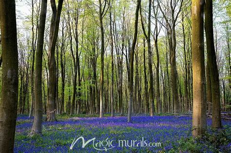 Bluebell Forest Wallpaper Wall Mural by Magic Murals