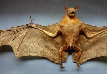 Free Images - samoan flying fox pteropus