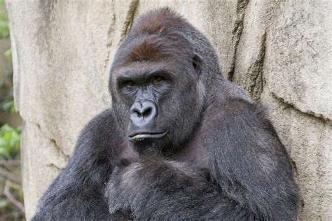 Cincinnati Zoo Was Right To Kill Harambe The Gorilla