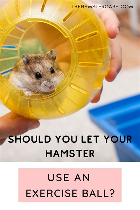 Why you Should Ditch Hamster Ball for a Much Safer Hamster Playpen in 2021 | Ball exercises ...