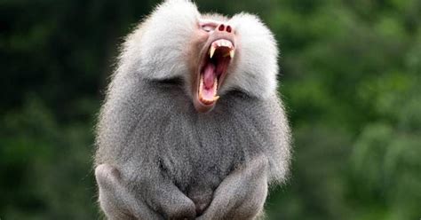 Are Baboons dangerous? Baboon primate red bottom monkey