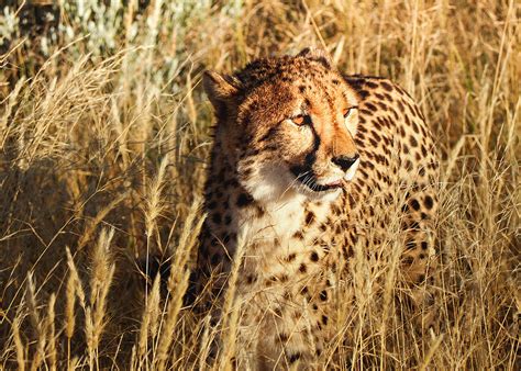 Introduction of the Cheetah in India - Nature Safari India