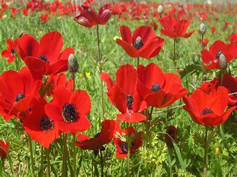 File:PikiWiki Israel 18425 Field of poppies.jpg - Wikimedia Commons