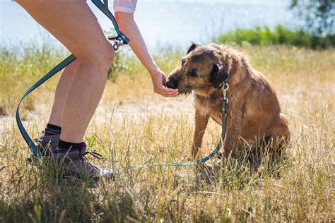 5 Best Freeze-Dried Dog Treats In 2024