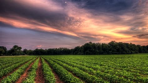 A dramatic sunset sky over a soybean farm field, Murfreesboro ...