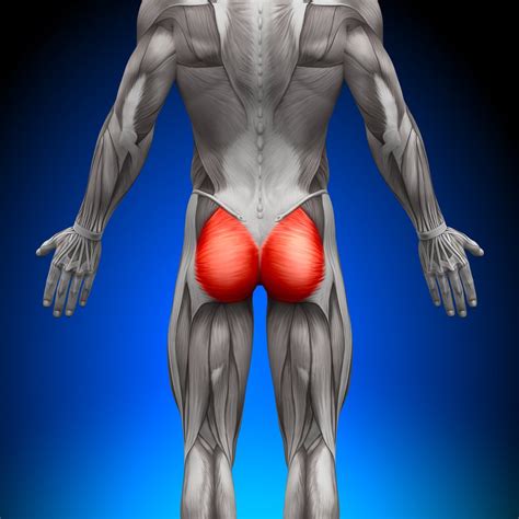 Butt-ology 101: How to Enhance Your Gluteal Muscles - Breaking Muscle