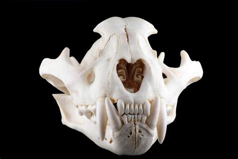 jaguar skull front view | Skull and bones, Tiger skull, Animal skulls