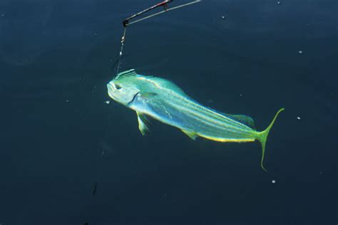 Fishing Friday: 5 Tips to Trigger Mahi-Mahi Madness - boats.com