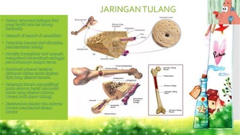 Jaringan ikat tulang