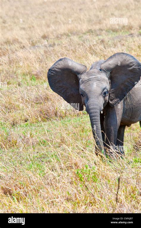 Elephant ears front hi-res stock photography and images - Alamy