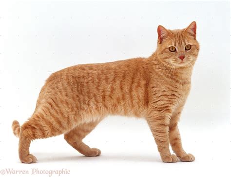 Ginger British shorthair male cat photo - WP15598