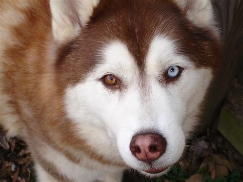 Husky siberiano, perros esquimales, color de ojos, colores de ojos, ojos de dos tonos, Fondo de ...