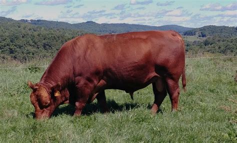 Virginia South Poll Cattle Sale and Gathering | South Poll | Virginia, USA