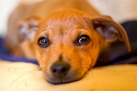 Derm Spotlight: Why Do Dogs Develop Yeast Infections On Their Skin? | Animal Dermatology ...